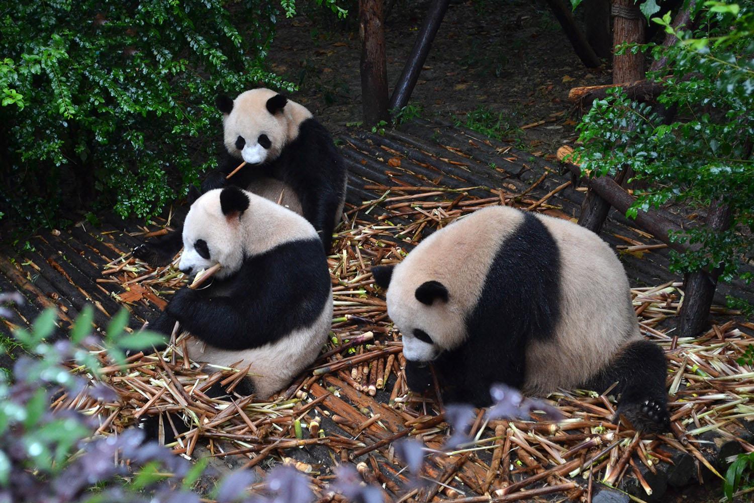 Trùng Khánh - Thành Đô - Lạc Sơn - Cửu Trại Câu - Công Viên Gấu Trúc